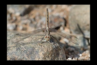 Orthetrum taeniolatum, thumbnail 12 / 20