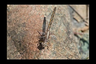 Orthetrum taeniolatum, thumbnail 13 / 20