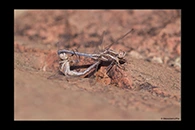Orthetrum taeniolatum, thumbnail 14 / 20