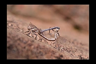 Orthetrum taeniolatum, thumbnail 15 / 20