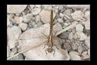 Orthetrum taeniolatum, thumbnail 16 / 20