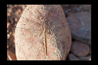 Orthetrum taeniolatum, thumbnail 17 / 20