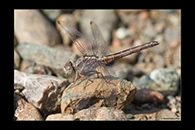 Orthetrum taeniolatum, thumbnail 18 / 20