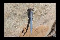 Orthetrum taeniolatum, thumbnail 19 / 20