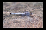 Orthetrum taeniolatum, thumbnail 20 / 20