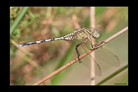 Orthetrum trinacria, thumbnail 1 / 20