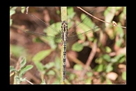 Orthetrum trinacria, thumbnail 3 / 20
