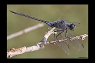 Orthetrum trinacria, thumbnail 4 / 20