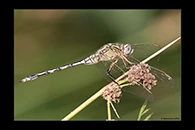 Orthetrum trinacria, thumbnail 5 / 20