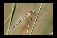Orthetrum trinacria, thumbnail 6 / 20