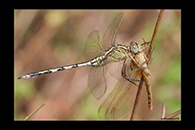 Orthetrum trinacria, thumbnail 7 / 20