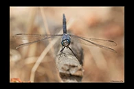 Orthetrum trinacria, thumbnail 8 / 20