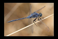 Orthetrum trinacria, thumbnail 9 / 20