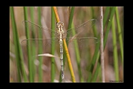 Orthetrum trinacria, thumbnail 11 / 20