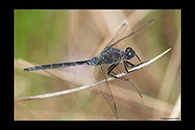 Orthetrum trinacria, thumbnail 16 / 20