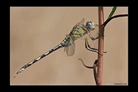 Orthetrum trinacria, thumbnail 20 / 20