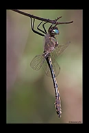 Oxygastra curtisii, thumbnail 1 / 20