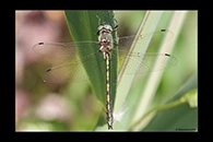 Oxygastra curtisii, thumbnail 5 / 20