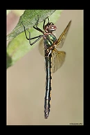 Oxygastra curtisii, thumbnail 10 / 20