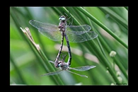 Oxygastra curtisii, thumbnail 11 / 20