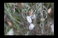 Oxygastra curtisii, thumbnail 12 / 20