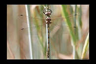 Oxygastra curtisii, thumbnail 13 / 20