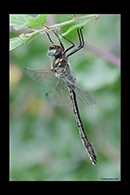 Oxygastra curtisii, thumbnail 14 / 20
