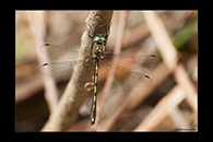 Oxygastra curtisii, thumbnail 15 / 20