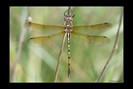 Oxygastra curtisii, thumbnail 16 / 20