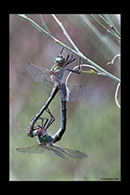 Oxygastra curtisii, thumbnail 17 / 20