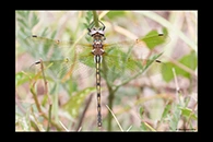Oxygastra curtisii, thumbnail 18 / 20