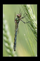 Oxygastra curtisii, thumbnail 19 / 20