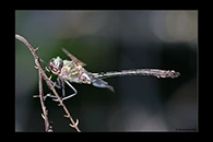 Oxygastra curtisii, thumbnail 20 / 20
