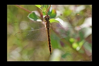 Pantala flavescens, thumbnail 1 / 20