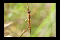 Pantala flavescens, thumbnail 2 / 20