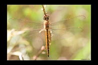 Pantala flavescens, thumbnail 3 / 20