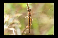 Pantala flavescens, thumbnail 5 / 20