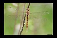 Pantala flavescens, thumbnail 9 / 20