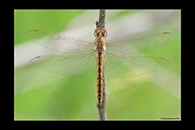 Pantala flavescens, thumbnail 10 / 20