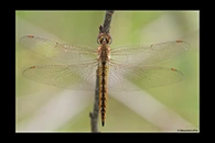 Pantala flavescens, thumbnail 12 / 20