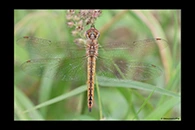 Pantala flavescens, thumbnail 13 / 20
