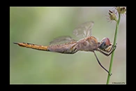 Pantala flavescens, thumbnail 17 / 20