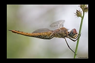 Pantala flavescens, thumbnail 18 / 20