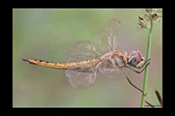 Pantala flavescens, thumbnail 20 / 20