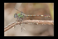 Paragomphus genei, thumbnail 4 / 20