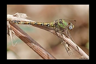 Paragomphus genei, thumbnail 5 / 20