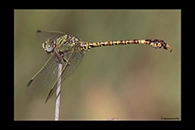 Paragomphus genei, thumbnail 7 / 20