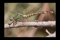 Paragomphus genei, thumbnail 8 / 20