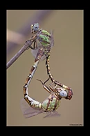Paragomphus genei, thumbnail 10 / 20