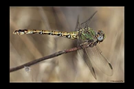Paragomphus genei, thumbnail 11 / 20